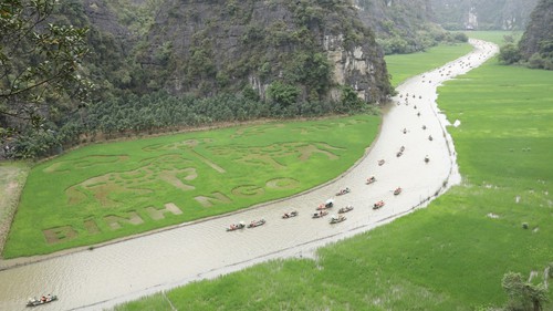 Ninh Bình dệt bức tranh bằng lúa khổ lớn giữa muôn trùng núi non