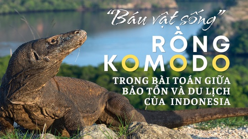 "Báu vật sống" Rồng Komodo trong bài toán giữa bảo tồn và du lịch của Indonesia
