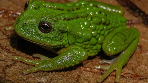 Phát hiện loài ếch túi mới ở khu vực rừng Amazon