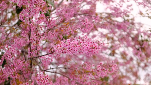 Giải pháp thu hút khách du lịch trong thời gian sân bay Liên Khương tạm dừng