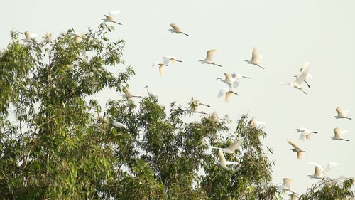 Yên ả cánh cò quê hương Cần Thơ "gạo trắng nước trong"