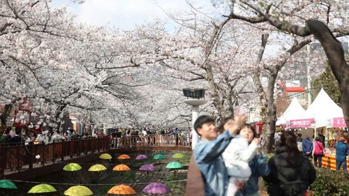 Hàn Quốc đón làn sóng du khách quốc tế nhờ mùa hoa anh đào nở sớm