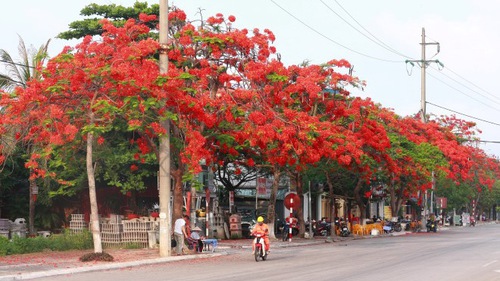 Chùm ảnh: Phượng nở đỏ rực trời Hải Phòng