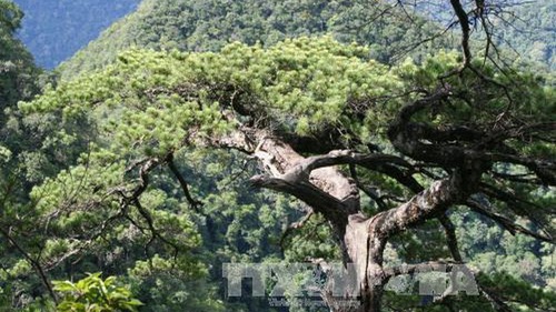 Thanh Hóa: Bảo tồn Thông Pà Cò và Thông Đỏ Bắc quý hiếm tại Pù Luông