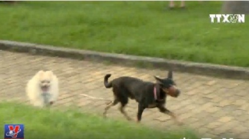 Hãi hùng chó thả rông, không rọ mõm nơi công cộng