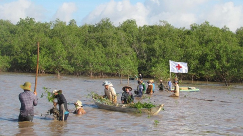 Trồng rừng ngập mặn ven biển giúp ngư dân thêm cơ hội làm giàu
