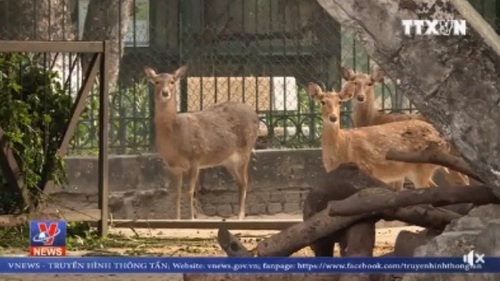 Đốt lửa chống rét cho thú ở Hà Nội