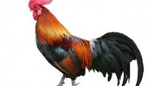 Gà trống cao bằng cây đa cổ thụ