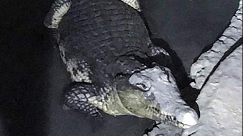 Cá sấu sông Nile dài 2m 'gác' kho súng đạn