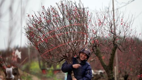 Về Nhật Tân thương nhớ 'dinh đào'