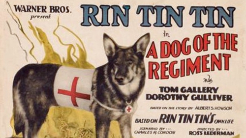 Rin Tin Tin - Minh tinh chó duy nhất trong lịch sử điện ảnh