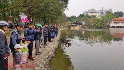 Cá chép đưa ông Công, ông Táo chầu Trời ở 'hồ Thiên Nga’ Hà Nội