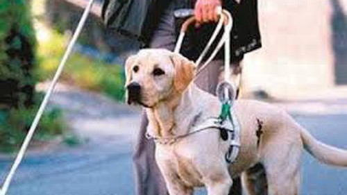 Chó dẫn đường