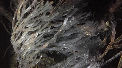 Cư dân mạng thích thú với 'tuyết rơi mùa hè' giữa rét nàng bân trên đỉnh Fansipan