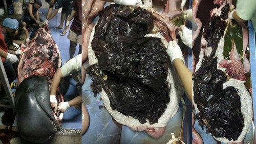 Sốc với hình ảnh cá voi khổng lồ chết vì nuốt cả kho túi ni lông rác
