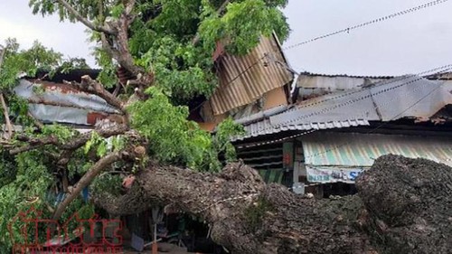 Cây cổ thụ bật gốc đè bẹp 2 ngôi nhà, nhiều người thoát chết