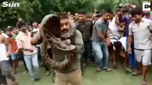 Cố chụp ảnh với trăn khổng lồ người đàn ông suýt mất mạng