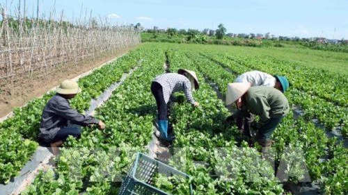 Giá rau Đà Lạt tăng cao do mưa kéo dài