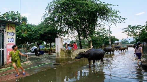 Chùm ảnh: Người dân Chương Mỹ sống chung với rác sau khi nước rút