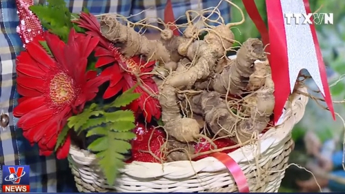 90% sản phẩm gọi là Sâm Ngọc Linh bán trôi nổi trên thị trường là hàng giả