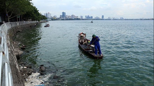 Hà Nội: Thông tin cá chết nổi trắng hồ Tây là chưa chính xác