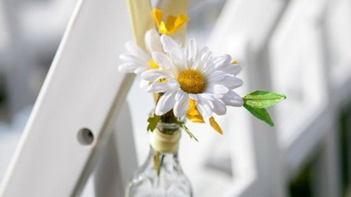 Sống chậm cuối tuần: Cúc họa mi - Nhiều cách để 'cuồng'