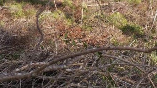 Gia Lai khởi tố vụ án hình sự về vụ phá rừng huyện Krông Pa