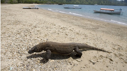 Indonesia sẽ đóng cửa đảo rồng Komodo