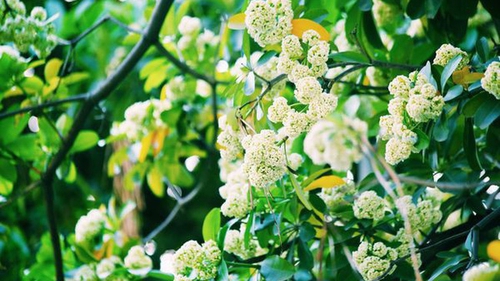 Hoa sữa có còn… ngọt ngào?