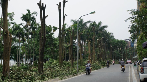 Hà Nội: Trồng hoa sữa ở bãi rác Nam Sơn không có hiệu quả ngăn mùi
