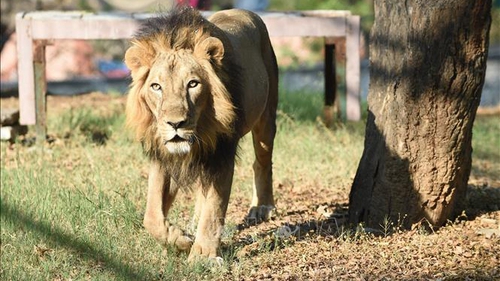 Sư tử trốn khỏi vườn thú gây náo loạn khu phố đông người