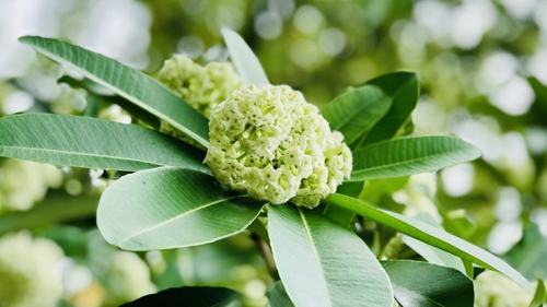 Thu Hà Nội lãng mạn với hoa sữa