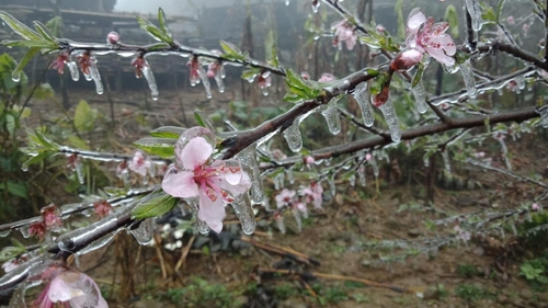 Hình ảnh băng giá phủ kín đỉnh Phia Oắc