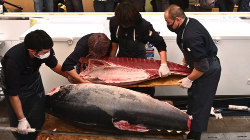 Phiên đấu giá cá ngừ đầu Năm mới tại Tokyo, Nhật Bản