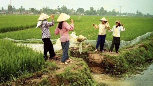 Cuộc đời qua ống kính: Tát nước lúa Xuân