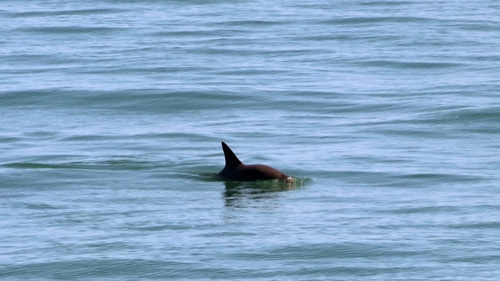 Hy vọng mong manh cho loài cá heo sắp tuyệt chủng ở Mexico