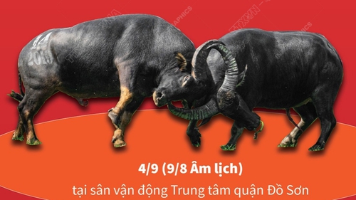 Hấp dẫn Lễ hội chọi trâu truyền thống Đồ Sơn 2022 Hải Phòng