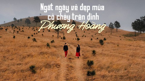 Ngắm mùa cỏ cháy đẹp thơ mộng trên đồi Phượng Hoàng, Quảng Ninh