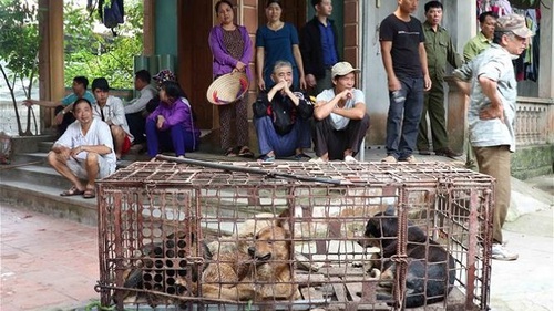 Vụ cháu bé bị chó cắn tử vong ở Hưng Yên: Giao đàn chó về cơ quan công an