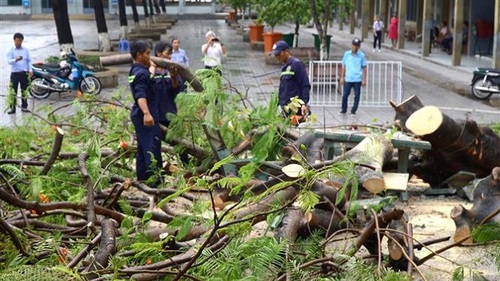 Cây phượng bật gốc sau cơn mưa, ba nữ sinh bị thương