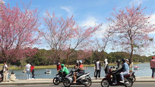 Mai anh đào bung nở sau tết Nguyên Đán thu hút du khách đến Đà Lạt