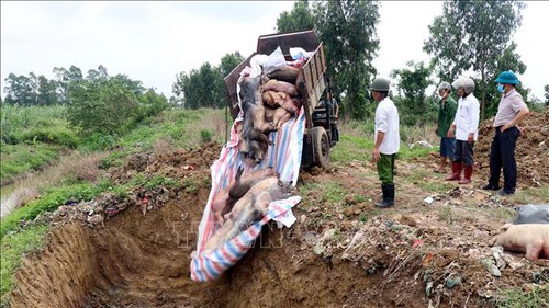 Nhiều địa phương phát hiện thêm ổ dịch tả lợn châu Phi