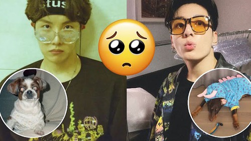 Đo độ ‘cute’ của các cún cưng BTS trên Instagram