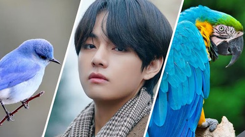 7 điều fan chưa biết về các bài hát solo của V BTS