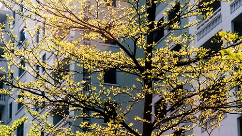 Hà Nội nắng đẹp, Nam Bộ giảm nhiệt, chiều chuyển mưa rào và dông