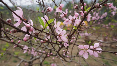 Những ca khúc mùa Xuân bất hủ