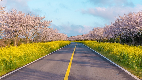 Cuộc thi vẽ minh hoạ với chủ đề 'Từ nét vẽ, đến Jeju'