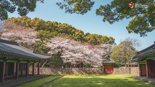 Những ngày mùa Xuân rực rỡ trên đảo Jeju