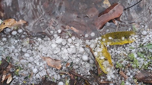 Điện Biên: Mưa đá bằng đầu ngón tay tại huyện Mường Nhé