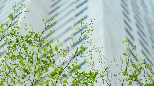 Những chồi xanh 'thức giấc'